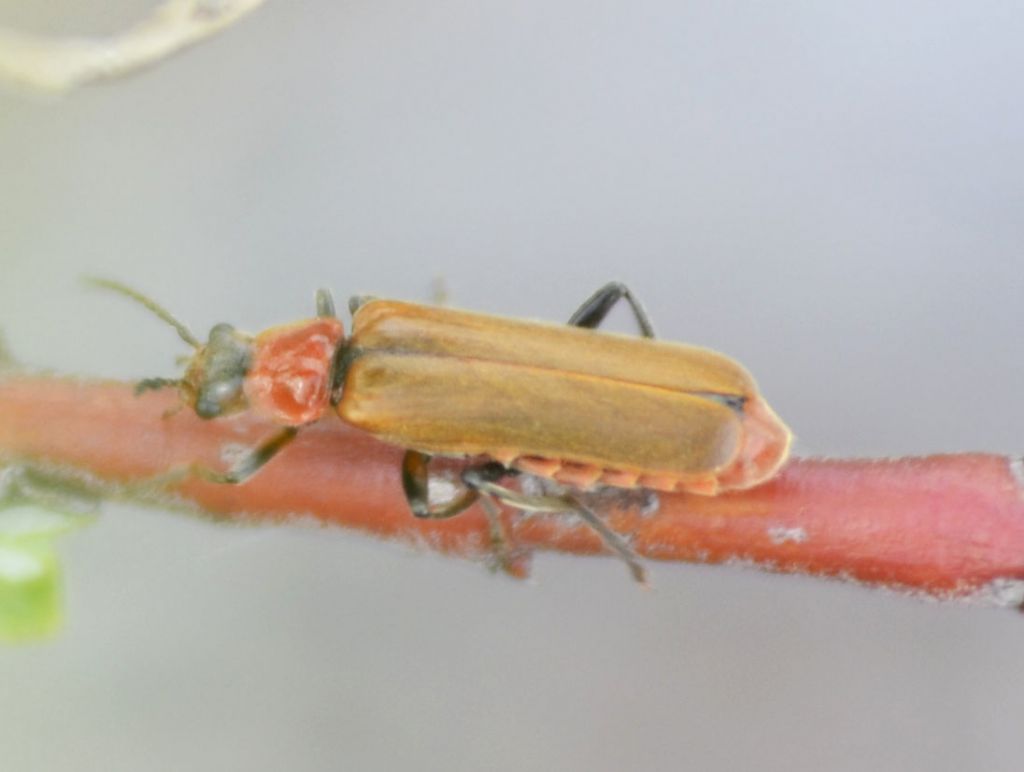 Cantharidae: Cantharis cfr. quadripunctata